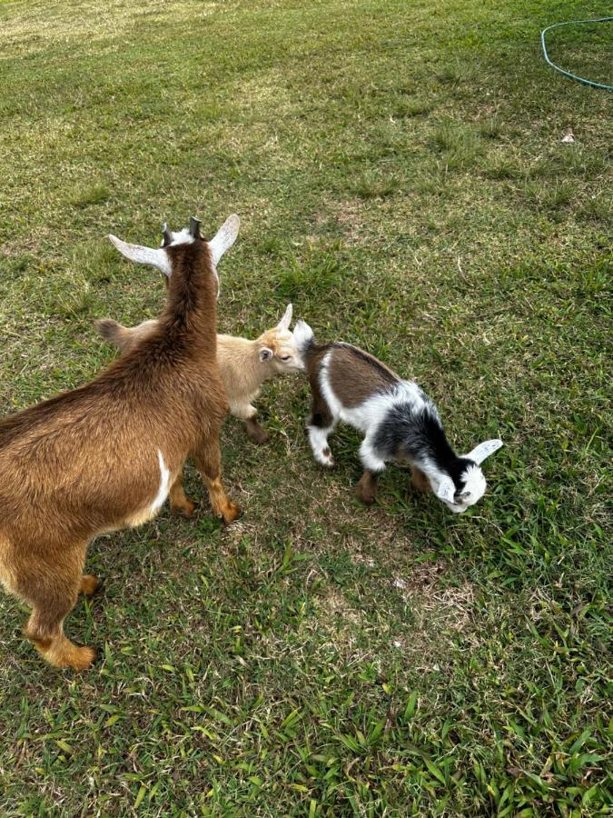 Arritola B And B Ranch Homestead Bagian luar foto